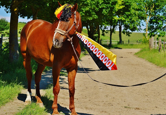 国家队的主 国家队的主