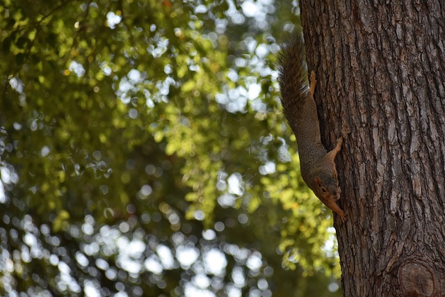 勇士逆转灰 勇士逆转灰